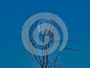 High Country Winter Tree and Full Moon photo