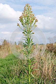 Horseweed (Conyza canadensis)