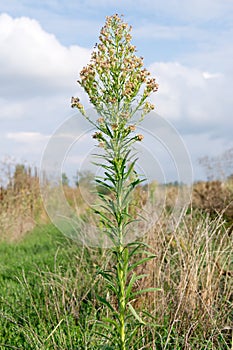 Horseweed (Conyza canadensis) photo