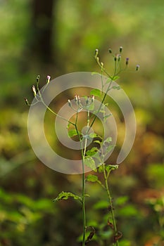 Horseweed or Conyza canadensis, Canadian Fleabane, Erigeron bonariensis