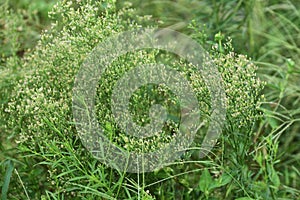 Horseweed Erigeron canadensis