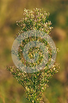 Horseweed plant (Erigeron canadensis) also known as coltstail, marestail, and butterweed