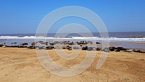 Horsey beach is a wild, grey seal population on the norfolk coast