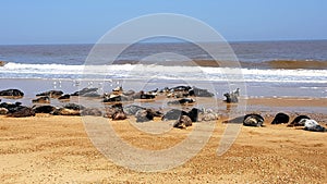 Horsey beach is a wild, grey seal population on the norfolk coast