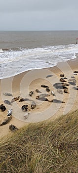 The Horsey Grey Seal colony.
