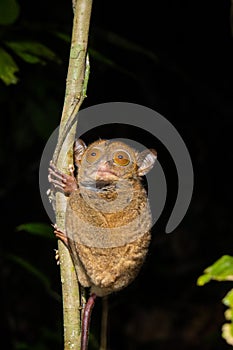 Horsfeld's tarsier (Cephalopachus bancanus