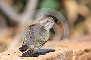 Horsfield`s Bronze Cuckoo in Australia photo