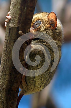 Horsfield's tarsier