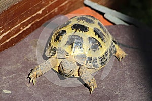 Horsfield`s tortoise, agrionemys horsfieldii