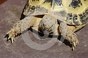 Horsfield`s tortoise, agrionemys horsfieldii