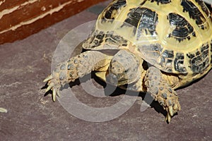 Horsfield`s tortoise, agrionemys horsfieldii