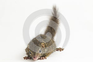 Horsfield`s treeshrew Tupaia javanica, also called Javan treeshrew, is a treeshrew species within the Tupaiidae. photo