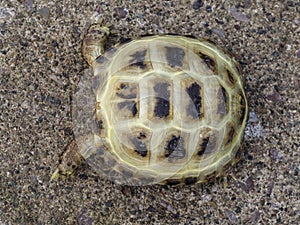 Horsfield tortoise, Testudo horsfieldii
