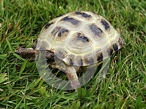 Horsfield tortoise, Testudo horsfieldii