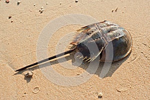 Horshoe crab