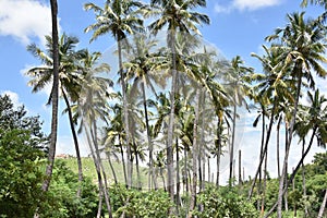 Horsley Hills, Andhra Pradesh, India