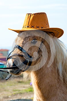 Horsy Pony