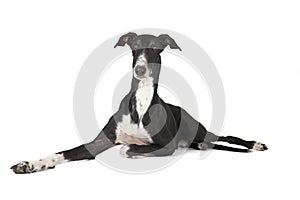 Hort greyhound dog photo