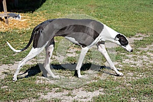 Hortaya Greyhound dog walking the ranch yard. Russian greyhound, breed of hunting dogs for unarmed hunting