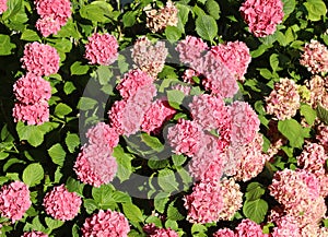 Hortense in spring in the well-kept garden