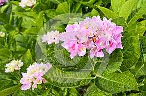 Hortensia