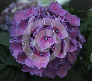 Hortensia