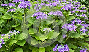 Hortensia blue - Hydrangea macrophylla `Blaumeise`