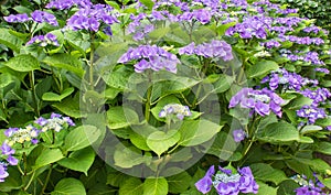 Hortensia blue - Hydrangea macrophylla `Blaumeise` photo