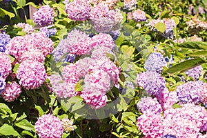 Hortensia disambiguation flowers in the garden