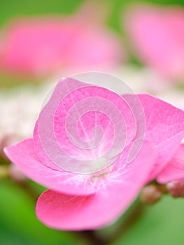 Hortensia flower (Hydrangea macrophylla)