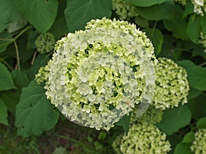 Hortensia flower
