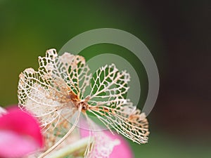 Hortensia flower whitered