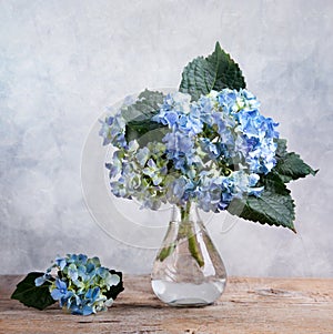 Hortensia Flowers