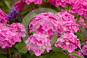 Hortensia flowers