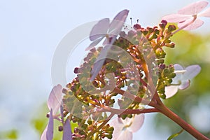 Hortensia flowers with aquareleffect