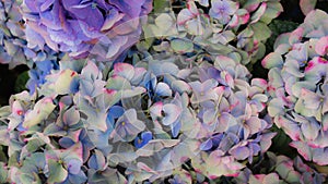 Hortensia flowers background