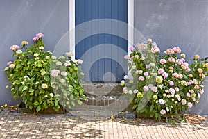 Hortensia flowers in front of a wall with blue door