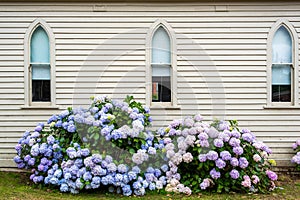 Hortensia flowers in front of white wooden building wall.