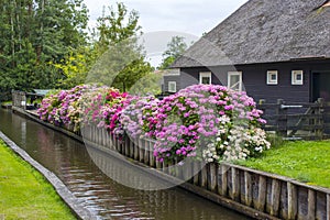 HORTENSIA FLOWERS IN GIETHOORN, NETHERLANDS