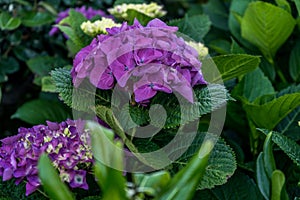 Hortensia in the garden. Bright pink color. Spring fashion. Green leaf.