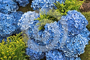 Hortensia hydrangea, blue flowering blooms