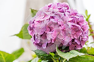 Hortensia on the island of Sao Miguel in the Azores, Portugal