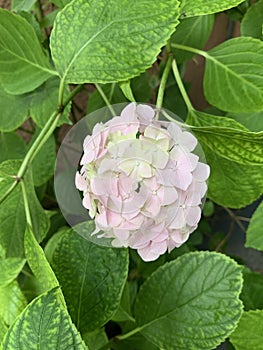 Hortensia light pink flowers in the first summer days