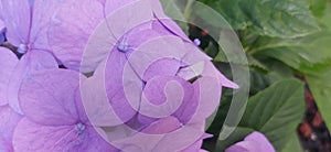hortensia mexicana violet 2