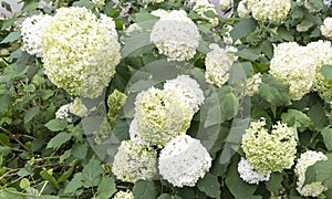 Hortensia plant flowering