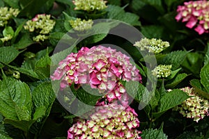 Hortensia plant with pink flowers