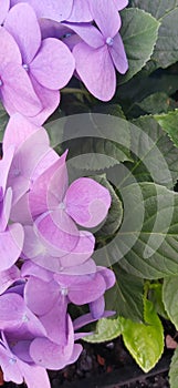 hortensia protector de pantalla photo