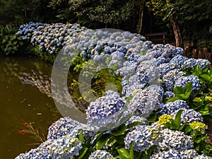 Hortensias