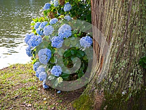 Hortensias