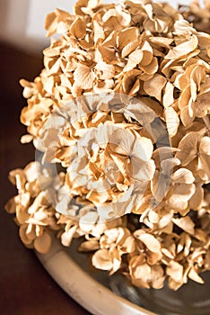 Dried Hortensias as an ornament for home decorating photo